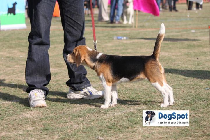 Beagle,, Royal Kennel Club, DogSpot.in