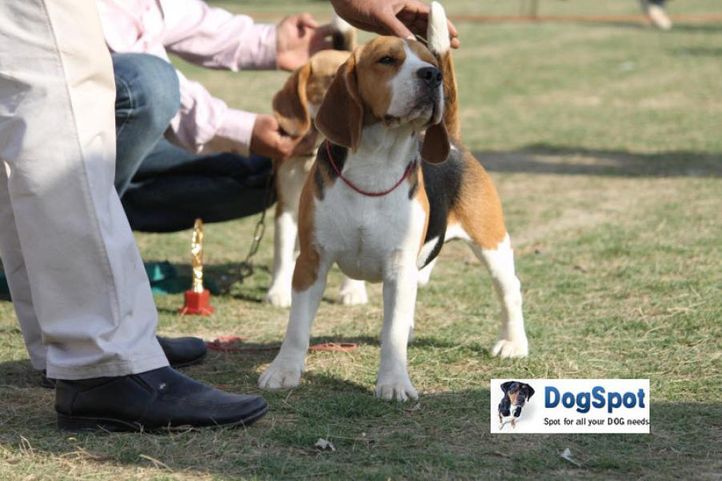 Beagle,, Royal Kennel Club, DogSpot.in
