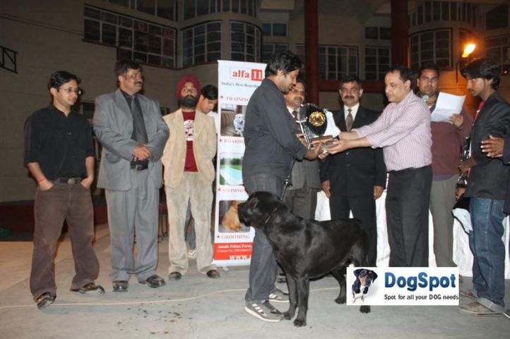 Lineup,Prize,, Royal Kennel Club, DogSpot.in
