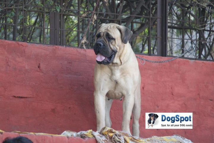 Mastiff,, Royal Kennel Club, DogSpot.in