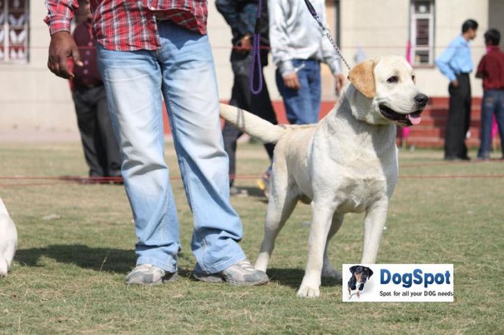 Labrador,, Royal Kennel Club, DogSpot.in