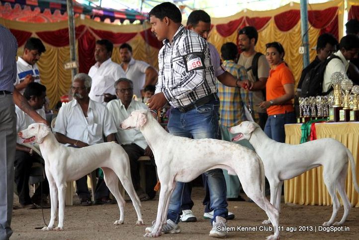 ex-60,rajapalayam,, Salem Dog Show 2013, DogSpot.in