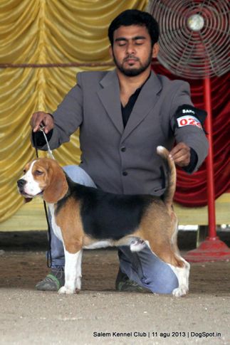 beagle,ex-24,, Salem Dog Show 2013, DogSpot.in