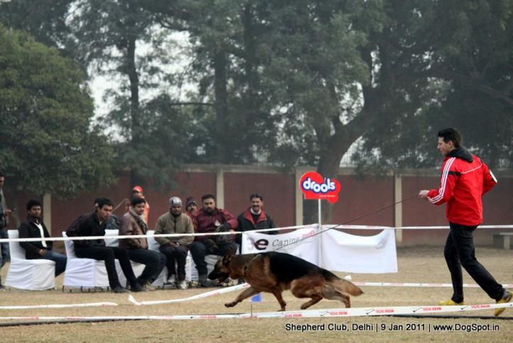 sw-20,, Shepherd Club Delhi, DogSpot.in