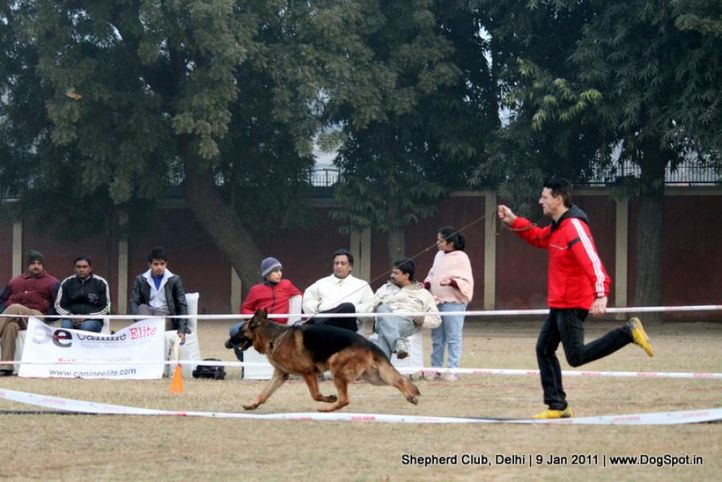 sw-20,, Shepherd Club Delhi, DogSpot.in