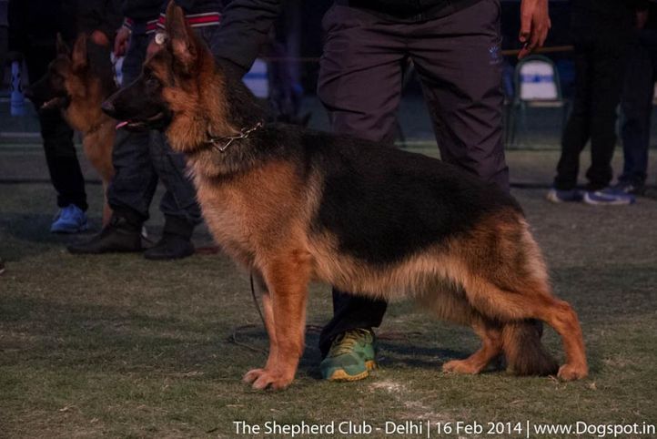 sw-117,, The Shepherd Club- Delhi, DogSpot.in