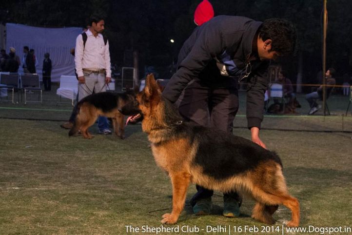 sw-117,, The Shepherd Club- Delhi, DogSpot.in