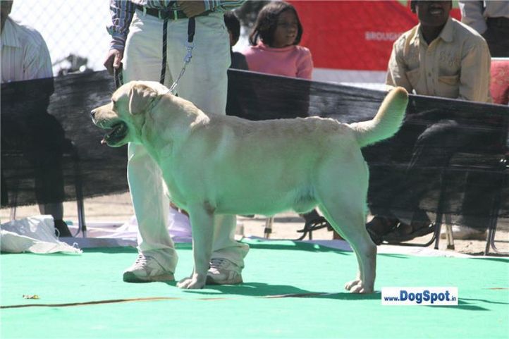 labrador,, Shimla 2010, DogSpot.in
