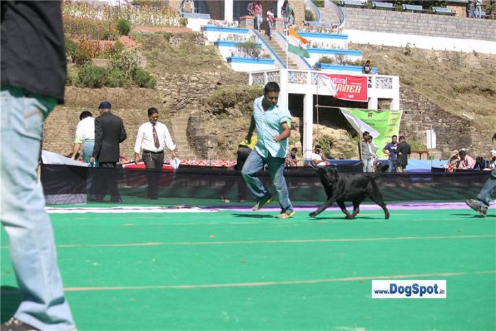labrador,, Shimla 2010, DogSpot.in