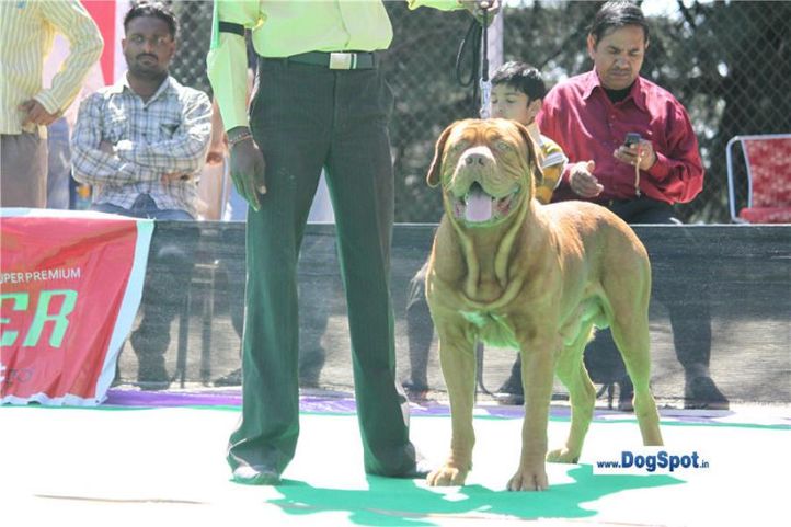 mastiff,, Shimla 2010, DogSpot.in