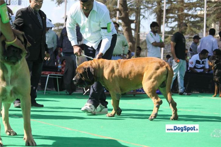 mastiff,, Shimla 2010, DogSpot.in