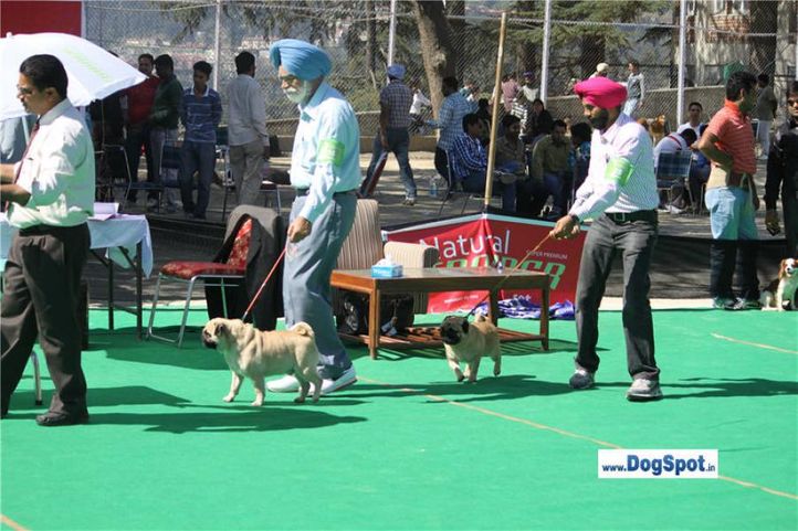 sw-1,ex-16,pug,, Shimla 2010, DogSpot.in