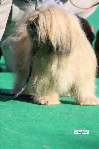 sw-1,ex-25,lhasa apso,, DON, Lhasa Apso, DogSpot.in