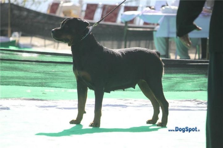 rottweiler,, Shimla 2010, DogSpot.in