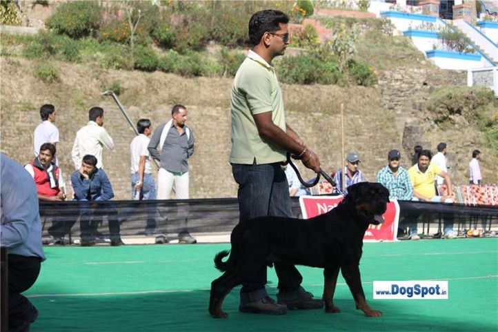 rottweiler,, Shimla 2010, DogSpot.in