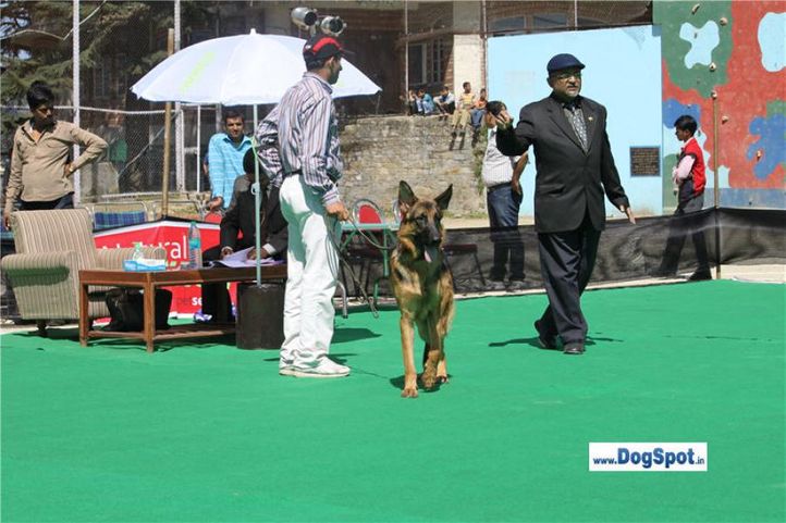 gsd,, Shimla 2010, DogSpot.in