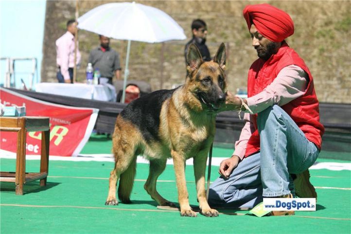 gsd,, Shimla 2010, DogSpot.in