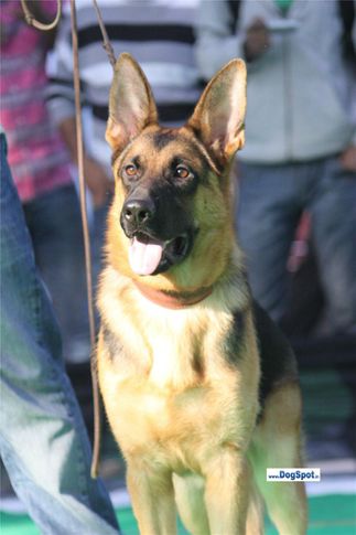 sw-1,ex-154,gsd,, HERO OF ZEDEX, German Shepherd Dog, DogSpot.in