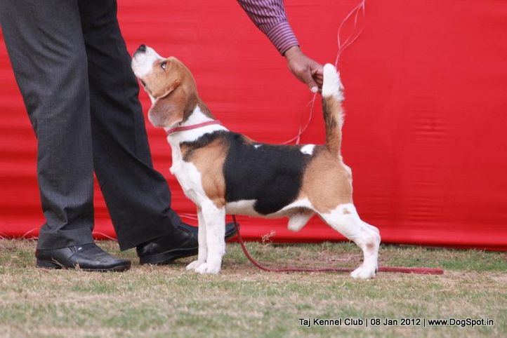 beagle,ex-56,sw-51,, BLUE BELL'S HIPPY, Beagle, DogSpot.in