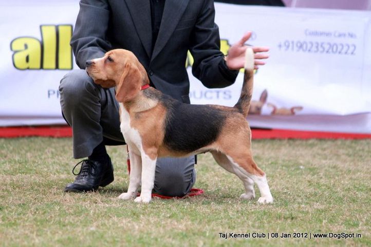 beagle,sw-51,, Taj Kennel Club 2012, DogSpot.in