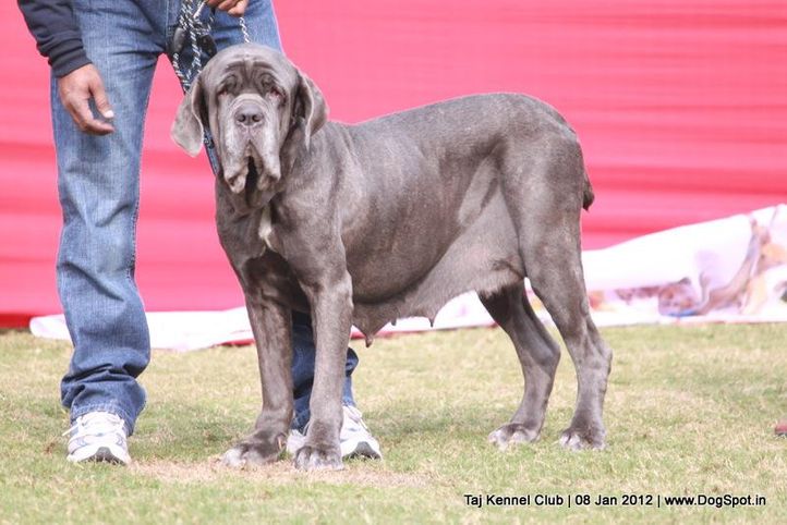 mastiff,sw-51,, Taj Kennel Club 2012, DogSpot.in
