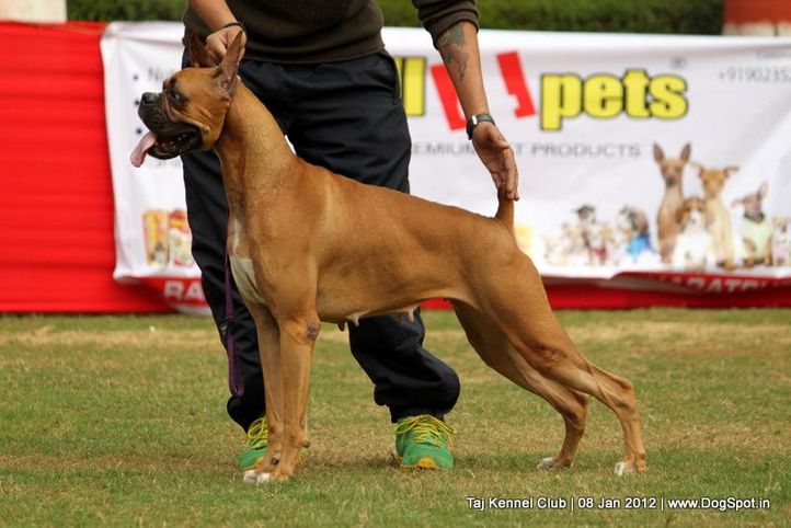 boxer,ex-118,sw-51,, SILKY, Boxer, DogSpot.in