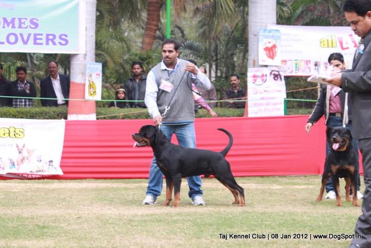 rottweiler,sw-51,, Taj Kennel Club 2012, DogSpot.in