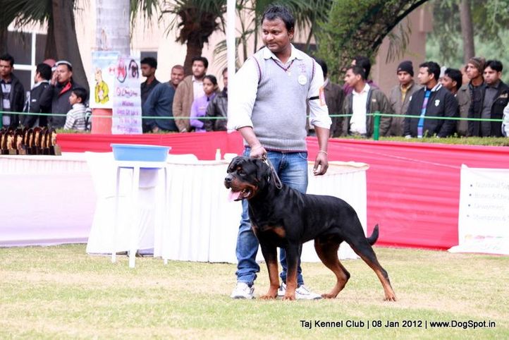 rottweiler,sw-51,, Taj Kennel Club 2012, DogSpot.in