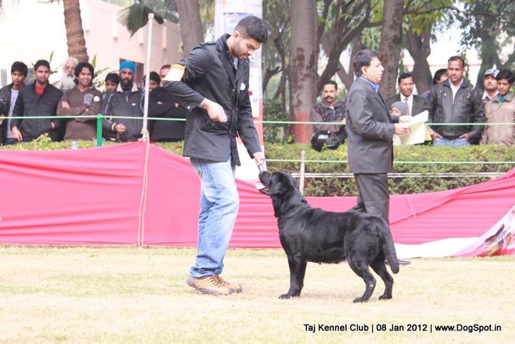 labrador,sw-51,, Taj Kennel Club 2012, DogSpot.in