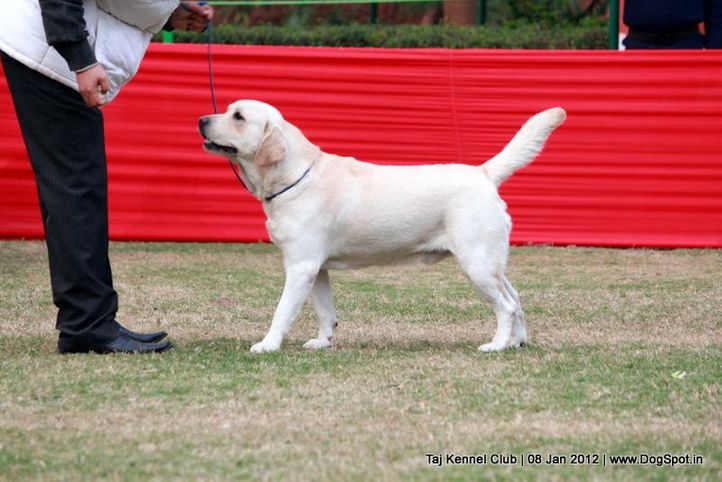 labrador,sw-51,, Taj Kennel Club 2012, DogSpot.in