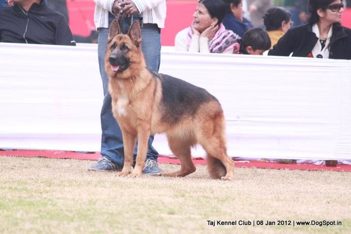 gsd,sw-51,, Taj Kennel Club 2012, DogSpot.in