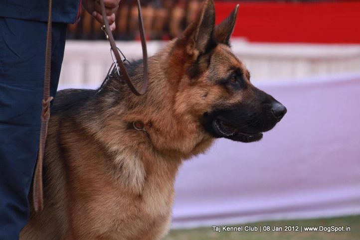 gsd,sw-51,, Taj Kennel Club 2012, DogSpot.in
