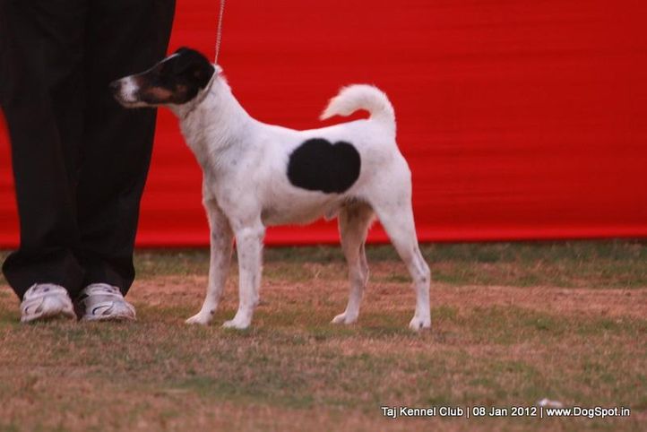 sw-51,terrier,, Taj Kennel Club 2012, DogSpot.in