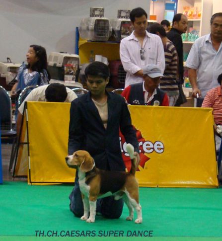 beagle, Thailand International Dog Show, DogSpot.in