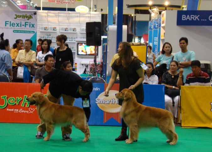 golden, Thailand International Dog Show, DogSpot.in