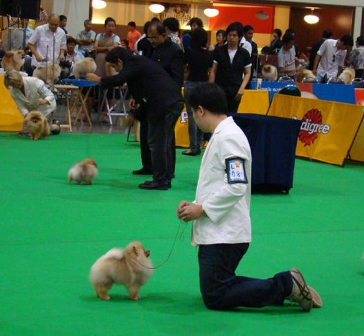 pomeranian, Thailand International Dog Show, DogSpot.in