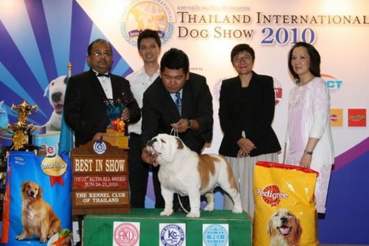 bis,bull dog,lineup,, Thailand International Dog Show, DogSpot.in