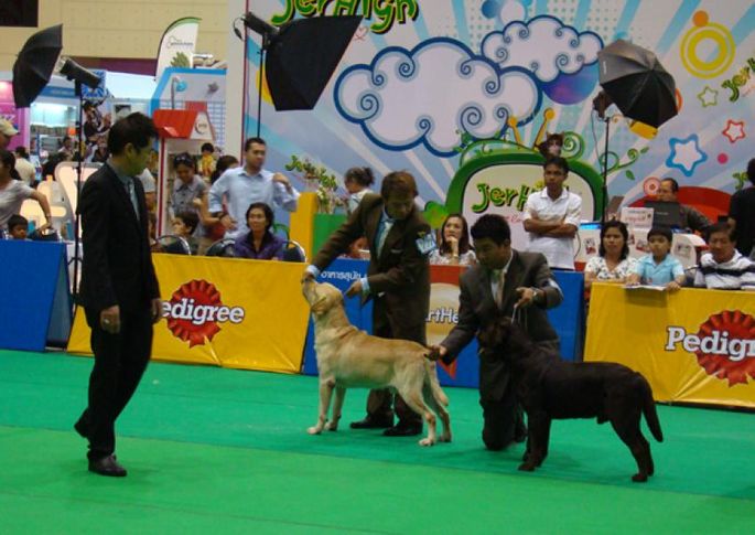 labrador, Thailand International Dog Show, DogSpot.in