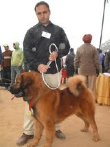 my tibetan mastif, my tibetan mastif, DogSpot.in