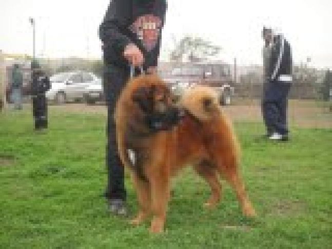 my tibetan mastif, my tibetan mastif, DogSpot.in