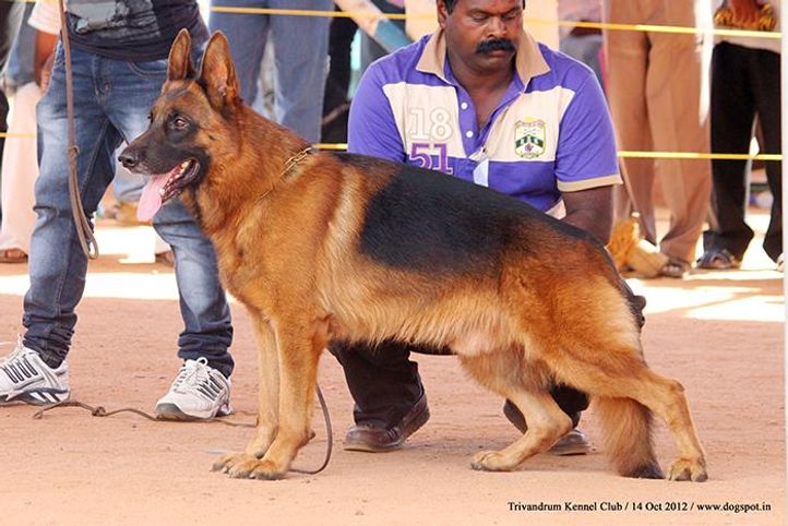 german shepherd,sw-59,, Trivandrum Dog Show 14th Oct 2012, DogSpot.in