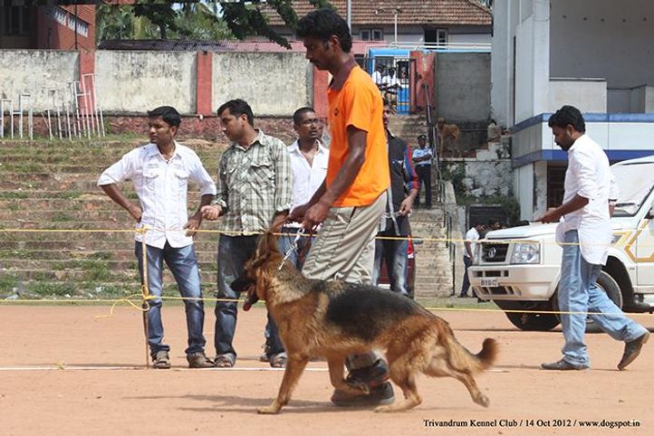 german shepherd,sw-59,, Trivandrum Dog Show 14th Oct 2012, DogSpot.in