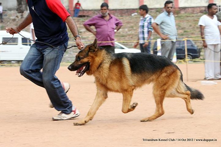 ex-312,german shepherd,sw-59,, Trivandrum Dog Show 14th Oct 2012, DogSpot.in