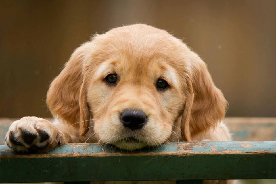 what is the price of golden retriever in india