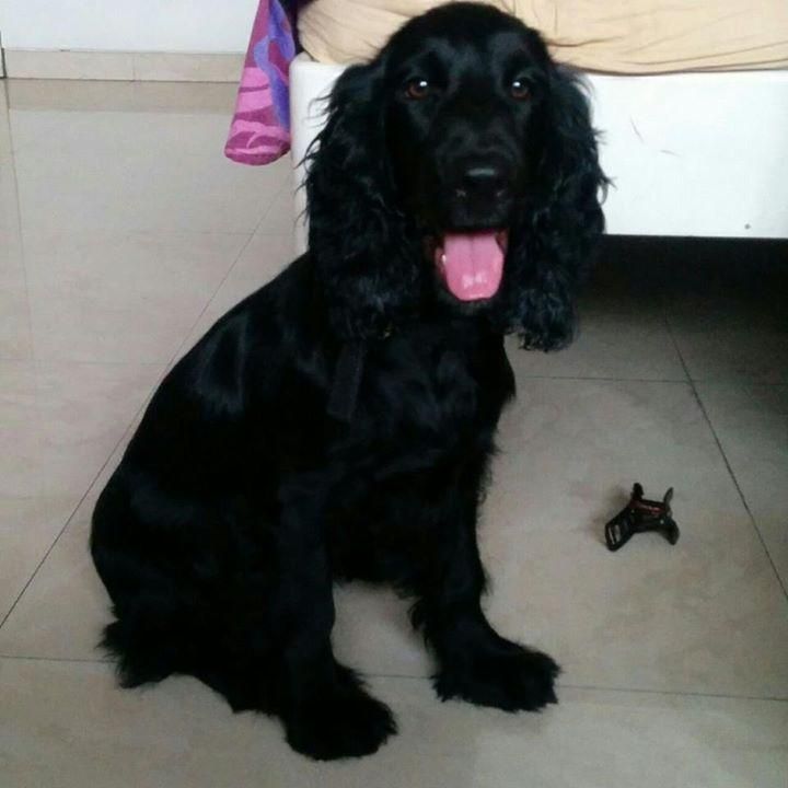 Sophie | Cocker Spaniel (English) for Adoption | Mumbai | adopt | 16648