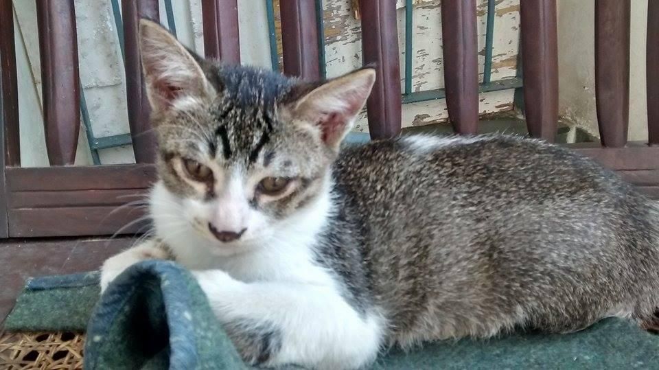 Carey Cat for Adoption New Delhi Everything MEOW 16766 DogSpot